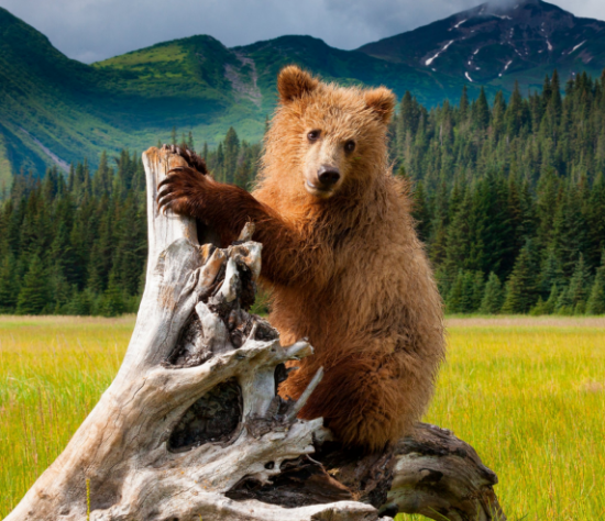 Picture of P-Line Braid Scissor